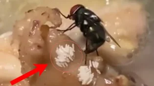 מטיל את ביציו בכל מקום: התופעה המסוכנת של הקיץ