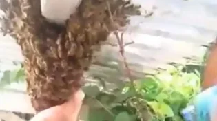 רץ ברשת: סילק נחיל דבורים בידיים חשופות