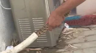 מפחיד: לא תאמינו היכן הסתתר הנחש