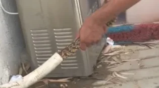 מפחיד: לא תאמינו היכן הסתתר הנחש