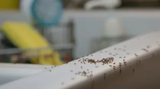 סובלים ממכת נמלים? המוצר הזול הזה הוא בשבילכם