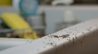 סובלים ממכת נמלים? המוצר הזול הזה הוא בשבילכם