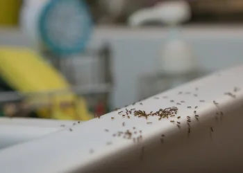 סובלים ממכת נמלים? המוצר הזול הזה הוא בשבילכם