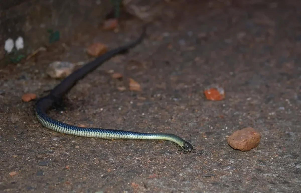 יישוב מכמורת: נחש צפע ארסי הכיש והבחור הונשם והורדם