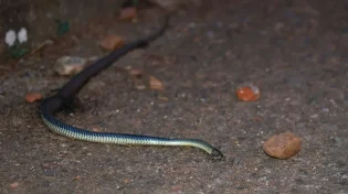 יישוב מכמורת: נחש צפע ארסי הכיש והבחור הונשם והורדם