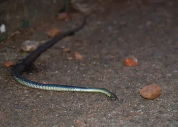 יישוב מכמורת: נחש צפע ארסי הכיש והבחור הונשם והורדם