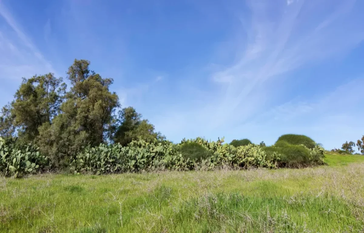 תדליקו מזגן: תחזית מזג האוויר להיום: שרבי מן הרגיל