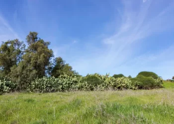 תדליקו מזגן: תחזית מזג האוויר להיום: שרבי מן הרגיל