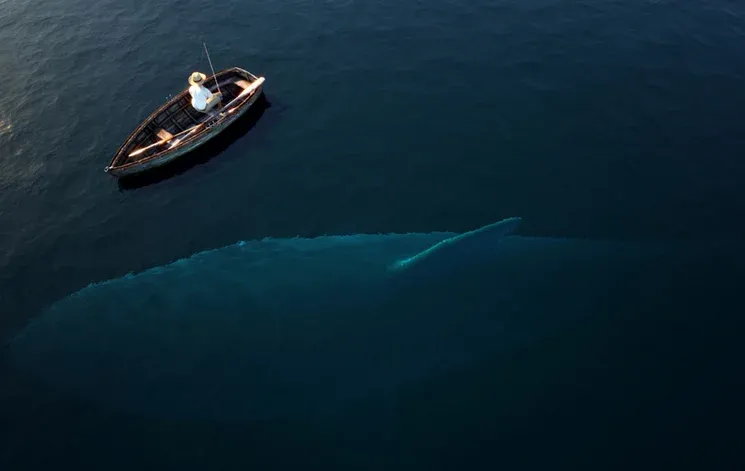 נכחד הכריש המפלצתי מגלודון נכחד הכריש המפלצתי מגלודון
