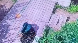 האם לדג הענק הזה יש מערכת ניווט בגנים שלו?