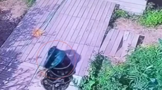 האם לדג הענק הזה יש מערכת ניווט בגנים שלו?