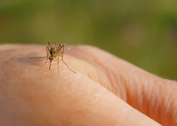 הקיץ כבר כאן: 7 טיפים להרחקת יתושים