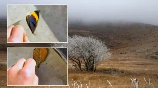 מתעתע: זה נראה כמו עלה אבל אז מתגלה כיצור חי