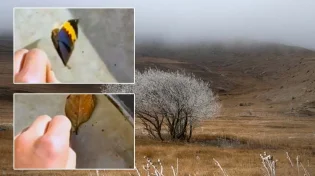 מתעתע: זה נראה כמו עלה אבל אז מתגלה כיצור חי