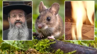 חלמתם על עכבר? "זה סימן שלקחתם כסף"