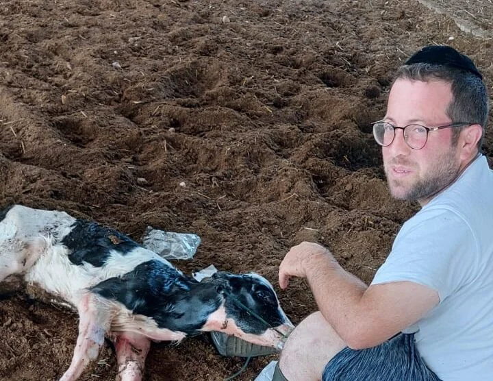 מתנדב איחוד הצלה ביצע החייאה מוצלחת על פרה 