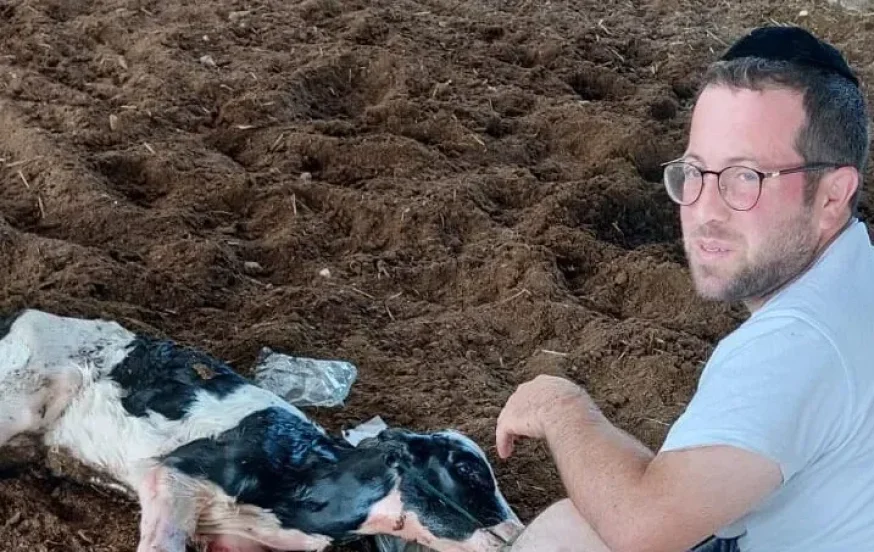 מתנדב איחוד הצלה ביצע החייאה מוצלחת על פרה מתנדב איחוד הצלה ביצע החייאה מוצלחת על פרה