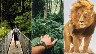איך הסתיים המפגש של היהודי עם אריה טורף בג'ונגל - צפו: