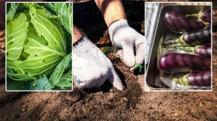 סכנת נפשות: האם מותר לאכול חציל שיש בו חור?