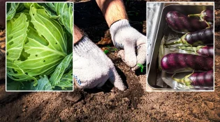סכנת נפשות: האם מותר לאכול חציל שיש בו חור?