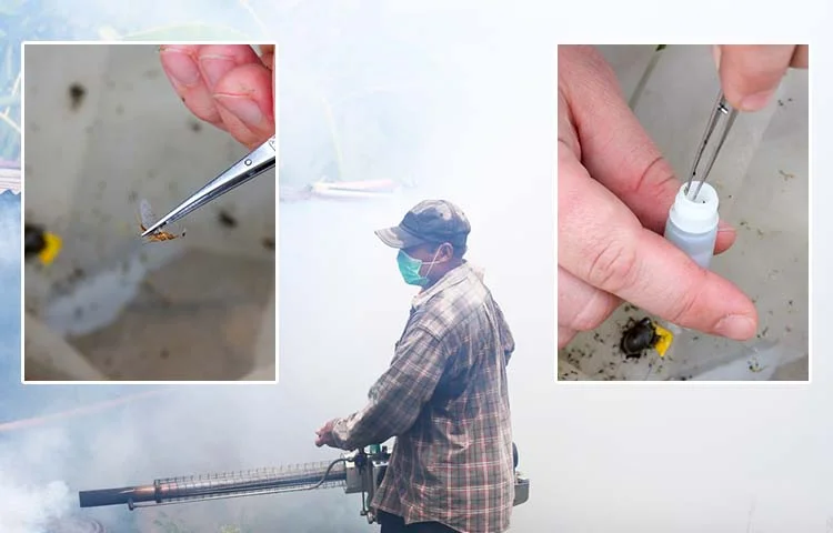 משנה זהירות: יתושים נגועים התגלו בארץ משנה זהירות: יתושים נגועים התגלו בארץ