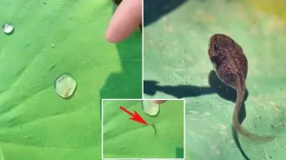 נפלאות הבריאה: מה קורה כשראשן נתקע בבועת מים?