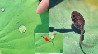 נפלאות הבריאה: מה קורה כשראשן נתקע בבועת מים?