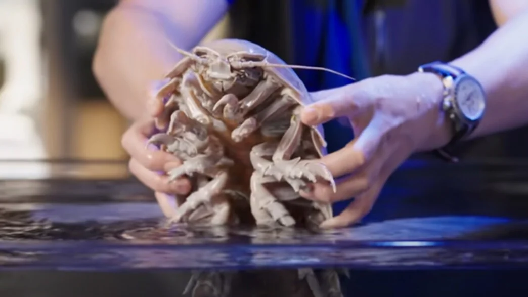 לראשונה במקסיקו: ייצור 'איזופוד' ענק התגלה במצולות הים