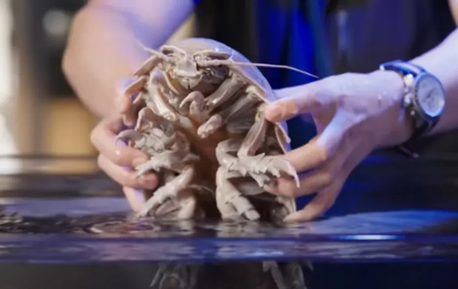 לראשונה במקסיקו: ייצור 'איזופוד' ענק התגלה במצולות הים לראשונה במקסיקו: ייצור 'איזופוד' ענק התגלה במצולות הים