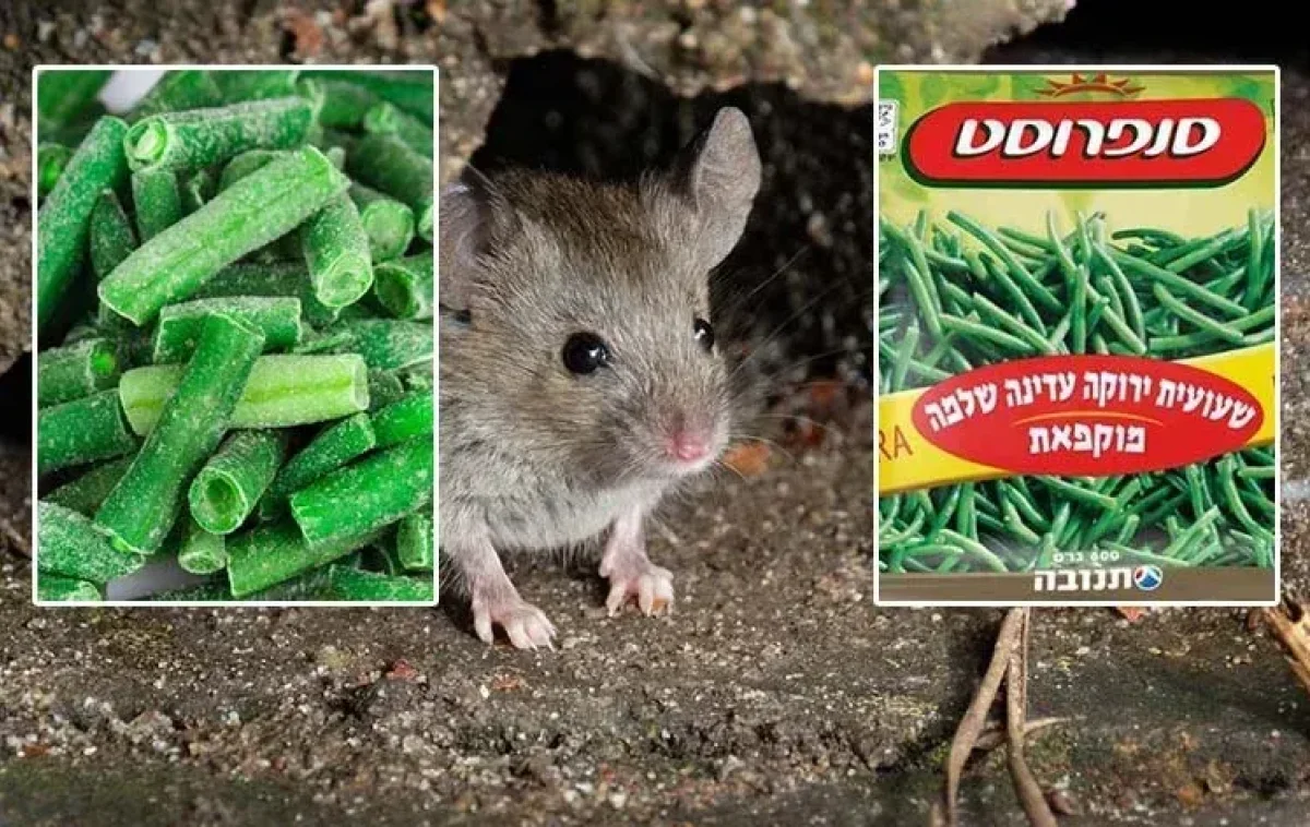 חלקי נחש, עכבר ושבלול: אותרו בשקית אפונה בהכשר בד"ץ חלקי נחש, עכבר ושבלול: אותרו בשקית אפונה בהכשר בד"ץ