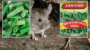 חלקי נחש, עכבר ושבלול: אותרו בשקית אפונה בהכשר בד"ץ