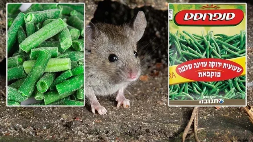 חלקי נחש, עכבר ושבלול: אותרו בשקית אפונה בהכשר בד"ץ