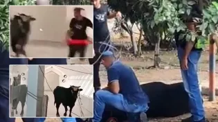 סרט אימה בעיר לוד שור זועם נכנס לבנק בעיר - צפו: