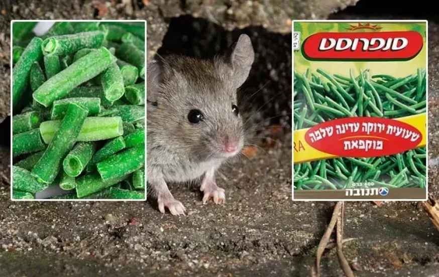 (צילום: indigolotos/Paulpixs/shutterstock) (צילום: indigolotos/Paulpixs/shutterstock)