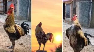 בין יום ובין לילה: מה קורה לתרנגול הזה?