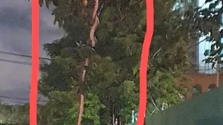 מלחיץ: בבנגקוק נלכדים כמידי שנה 60,000 נחשים 