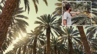 קידוש השם: "תראו את גודל הפרי, אנשי מקצוע לא מבינים אפילו"