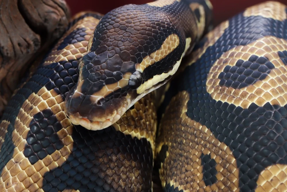 בן 13 במצב קשה לאחר שהוכש ע"י נחש בצפון 