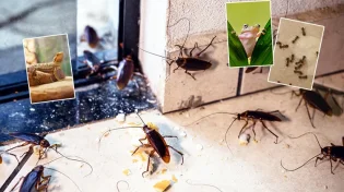 למה יש בבית זבובים או נמלים? מסר מהרב ראובן גולן לשבת הקרובה