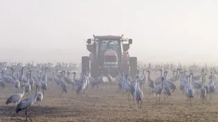 עונת הנדידה החלה: מספר עגורים מרשים נספר באגמון החולה