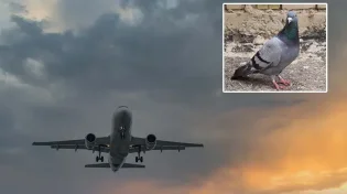 מסלול תעופה מתקדם ליונים: סה"כ רצתה לטוס...