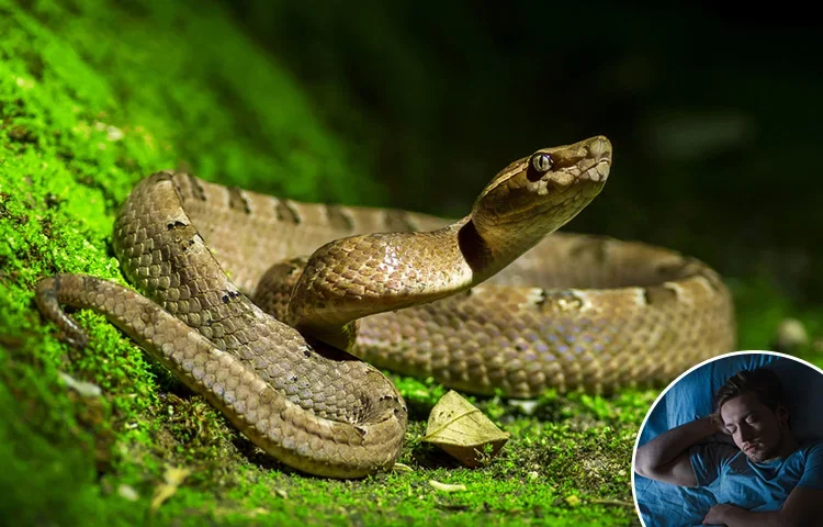 נחש בחלום: חלום על נחש לפי הקבלה נחש בחלום: חלום על נחש לפי הקבלה