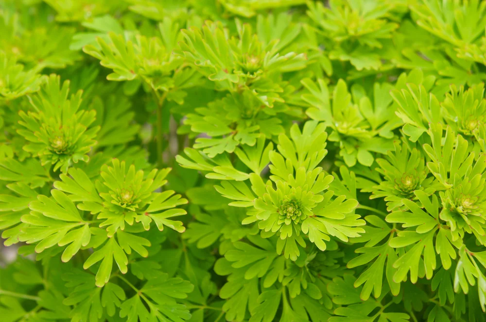 צמח מרפא ממזרח אסיה: צמח מרפא במזרח אסיה