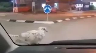 שגעון: ראיתם פעם יונה יושבת ולא זזה מרכב שנוסע?