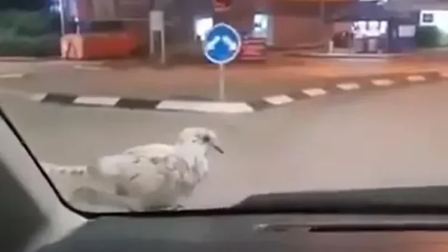 שגעון: ראיתם פעם יונה יושבת ולא זזה מרכב שנוסע?
