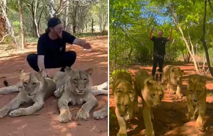 בלב הג'ונגל: כוכב הרשת תועד לצד החיות המסוכנות ביותר בעולם