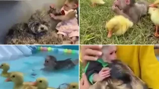 חמוד ביותר: הקופיקו הכי חכם שראיתם