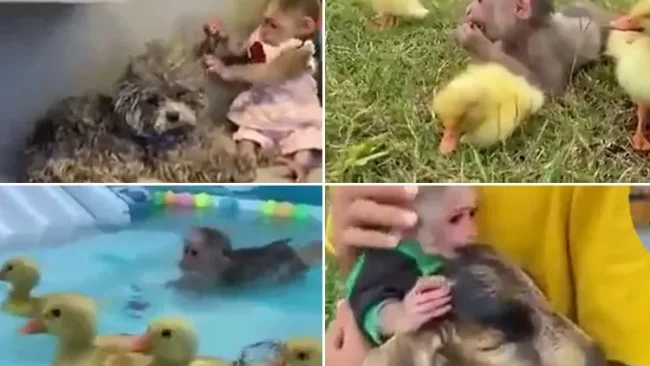 חמוד ביותר: הקופיקו הכי חכם שראיתם