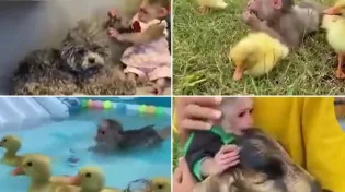חמוד ביותר: הקופיקו הכי חכם שראיתם