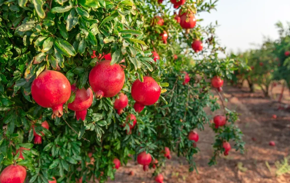 כמה גרעינים יש ברימון? גרעינים ברימון כמה גרעינים יש ברימון? גרעינים ברימון